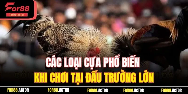 Các loại cựa phổ biến khi chơi tại đấu trường lớn Các loại cựa phổ biến khi chơi tại đấu trường lớn