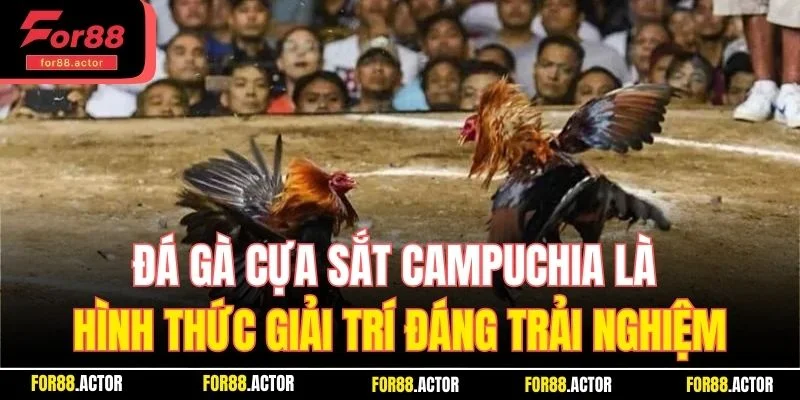 Đá gà cựa sắt Campuchia là hình thức giải trí đáng trải nghiệm Đá gà cựa sắt Campuchia là hình thức giải trí đáng trải nghiệm