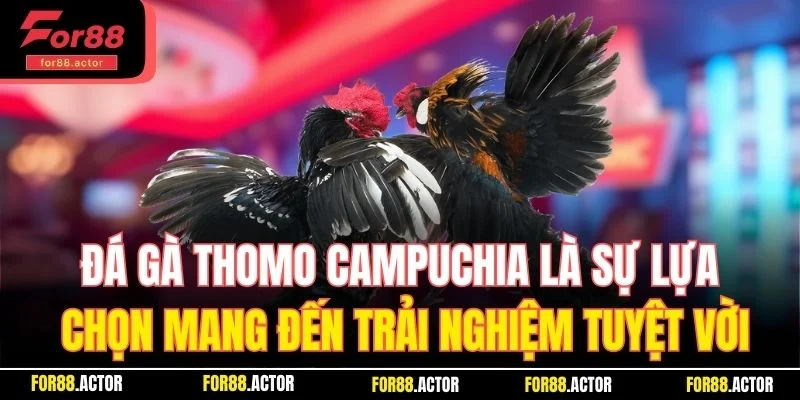 Đá gà Thomo Campuchia mang đến trải nghiệm tuyệt vời Đá gà Thomo Campuchia mang đến trải nghiệm tuyệt vời