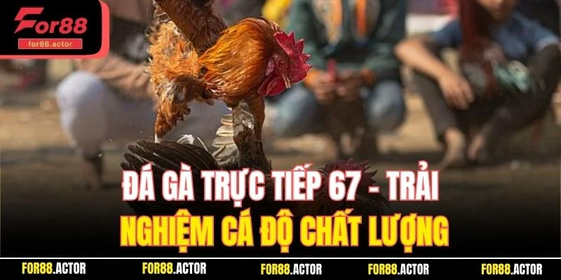 Đá gà trực tiếp 67 - Trải nghiệm cá độ chất lượng Đá gà trực tiếp 67 - Trải nghiệm cá độ chất lượng