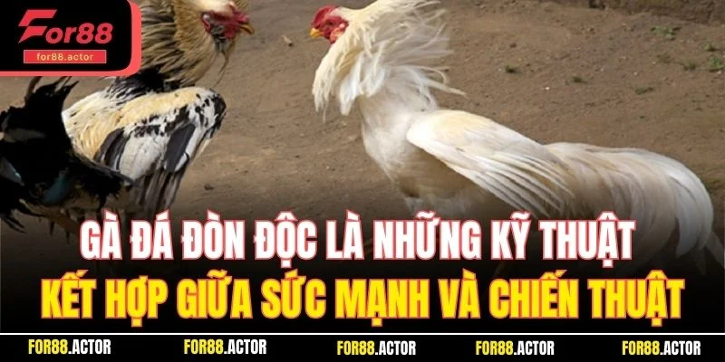 Gà đá đòn độc là những kỹ thuật kết hợp giữa sức mạnh và chiến thuật Gà đá đòn độc là những kỹ thuật kết hợp giữa sức mạnh và chiến thuật