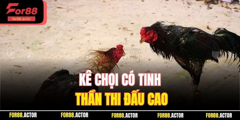Kê chọi có tinh thần thi đấu cao Kê chọi có tinh thần thi đấu cao