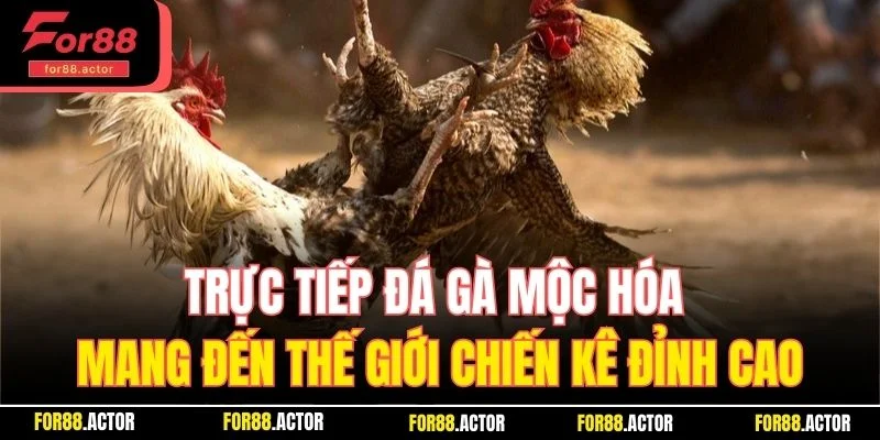 Trực tiếp đá gà Mộc Hóa mang đến thế giới chiến kê đỉnh cao Trực tiếp đá gà Mộc Hóa mang đến thế giới chiến kê đỉnh cao