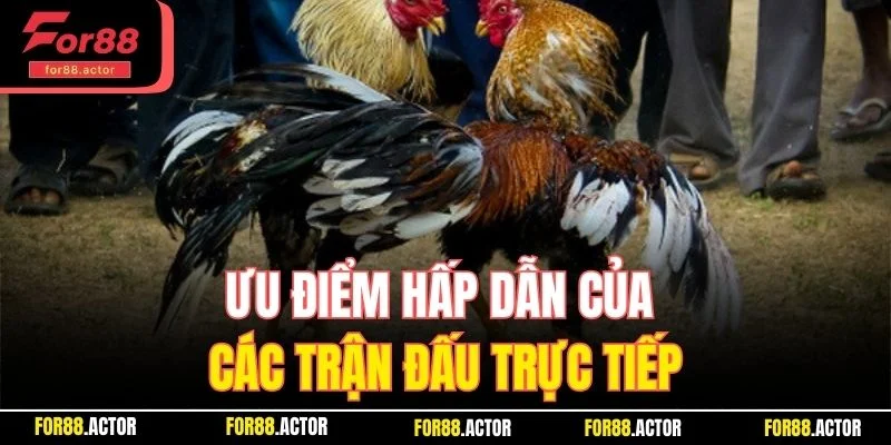 Ưu điểm hấp dẫn khi xem đấu gà trực tiếp Ưu điểm hấp dẫn khi xem đấu gà trực tiếp