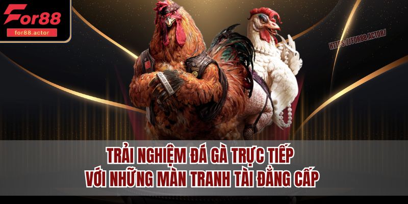 Trải nghiệm đá gà trực tiếp với những màn tranh tài đẳng cấp